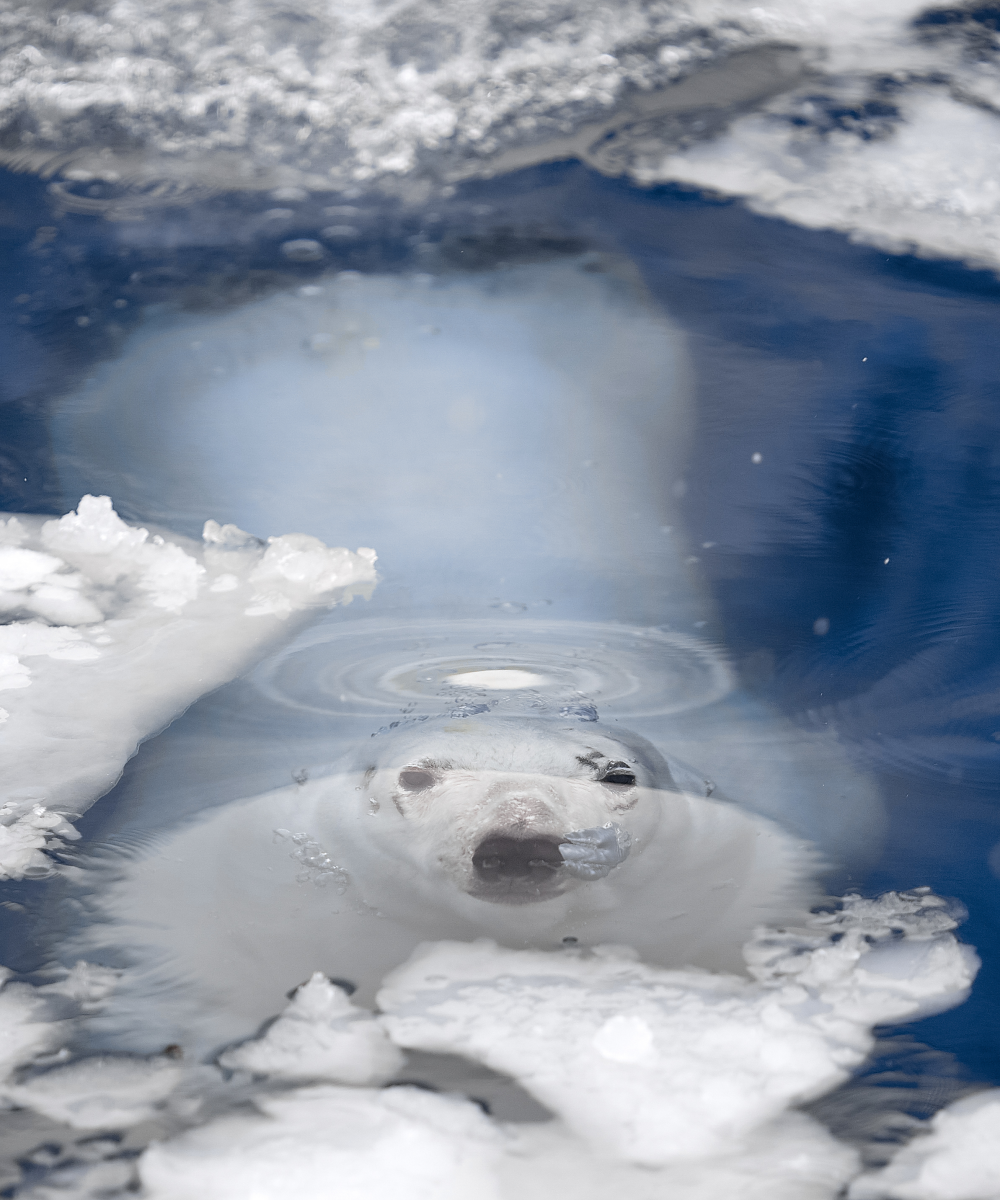 polar bear waits by an air hole for a seal